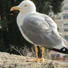 Georg Abt