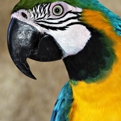 Parrot Thief