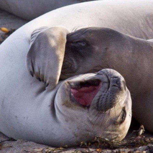 Happy Seals’s avatar