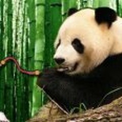 Vincentius Panda Bebel