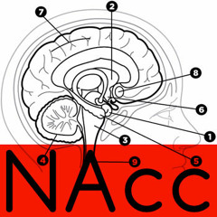 NAcc(NucleusAccumbens)