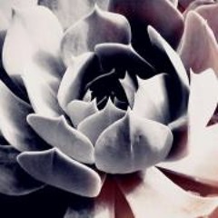 Desert Rose Artist MGMT