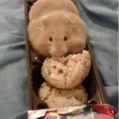 Johnny Bustamante Zerox