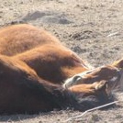 Juan Carlos Dávalos 1