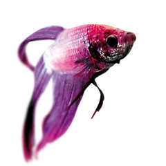 thepinkfish