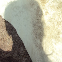 Magnolia soulangeana
