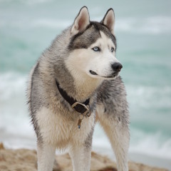 BeachHusky