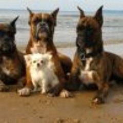 Angus Corpo Cristo Dei