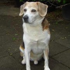 Linda van der Heijden 1