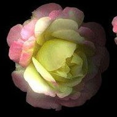allawi5566