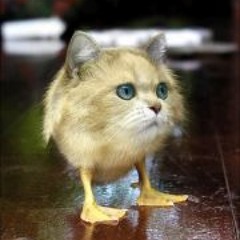 Bruno Felipe Santos 1