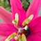 passionflower