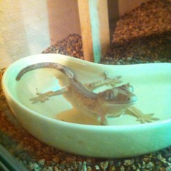 S-Kimo and Tinsel Dick