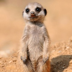 digglor