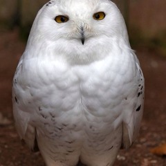 WISEOWL