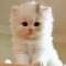 Yousuf Moued ( أبو معاذ )