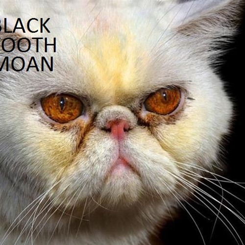 Кот с приплюснутой мордой