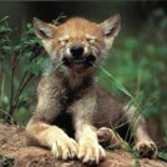 Liliya  Lipchanskaya