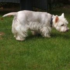 Alexander Michael Sear