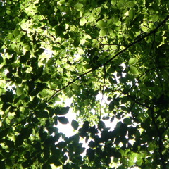 Arvo Pärt: Da pacem Domine