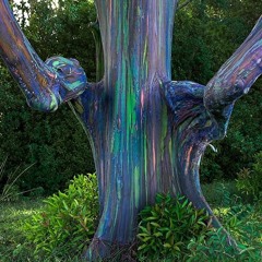 Rainbow Eucalyptus