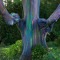 Rainbow Eucalyptus