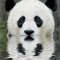 A Serious Panda