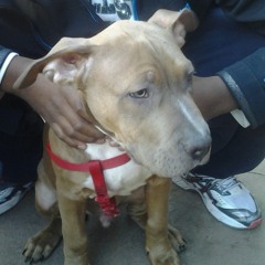 paper_chase_mulaa