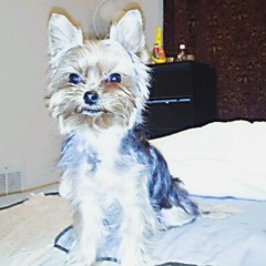 fgchinchilla30