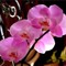 orchid3638