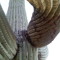 Calde Silk