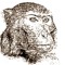 Monkeyscratch