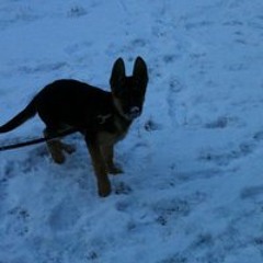 Sheldon-Donna Bentley