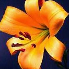 Stephanie M. DeVaughn