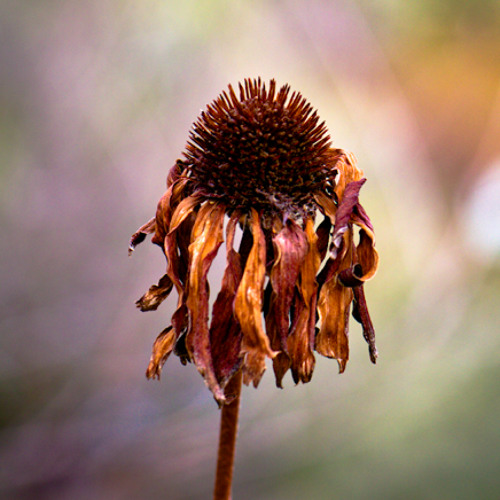 Stream The Seed Is Dead music Listen to songs, albums, playlists for