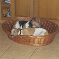 Josephine Bengelstorf