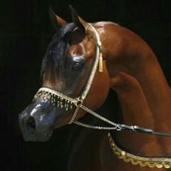Ali AlHaddad