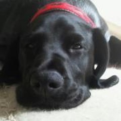 Jo DeguWhisperer Bedford