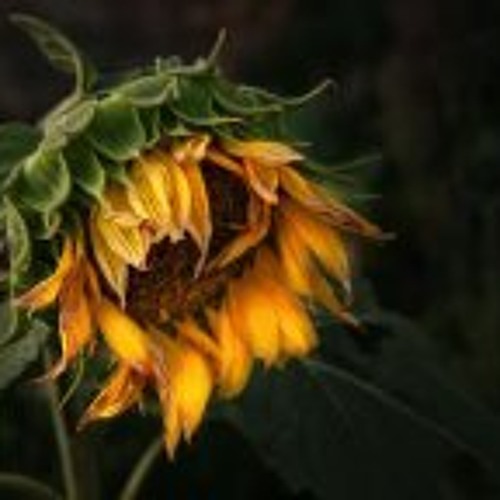 Indie-Pop-Alternative