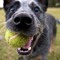 BlueDog MusicAustralia