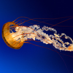 Alibaba Cimen