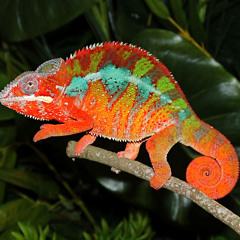 I am DJ Chameleon