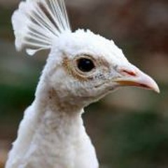 Stacey Cloud Chester