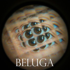 Beluga .