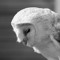 OWLSWRLD