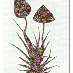 Pipis Psylocybin