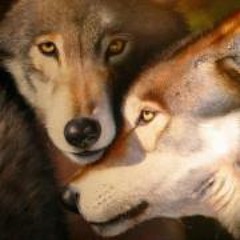 Tyler Corbett Tetava