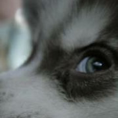 Crathio Onacer Selnetas