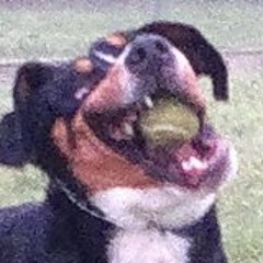 Armando Salerno Mele