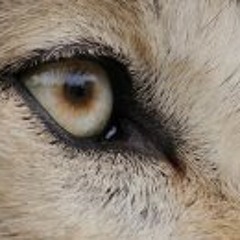 Andreas Chatzisavvas